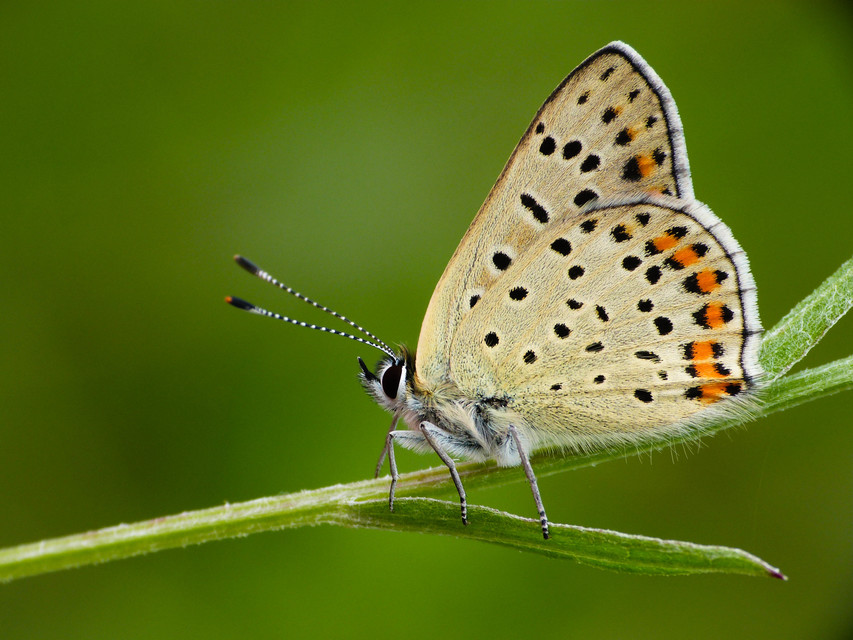 Lycaena tityrus - barna tűzlepke