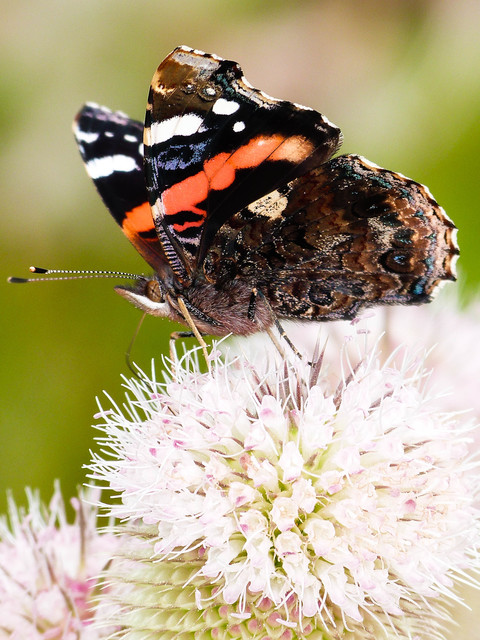 Vanessa atalanta - atalantalepke