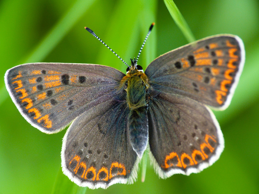 Lycaena tityrus - barna tűzlepke