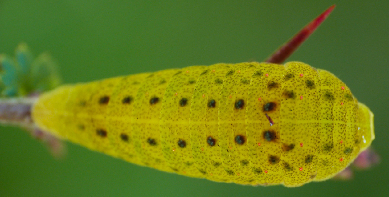 Iphiclides podalirius - kardoslepke