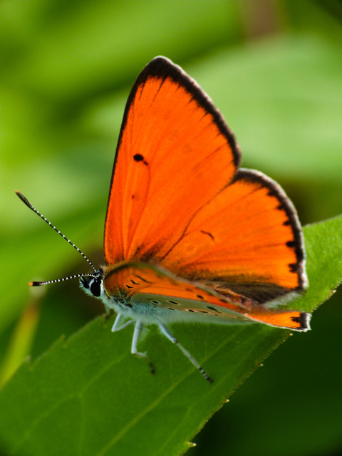 Lycaena dispar rutilus - nagy tűzlepke