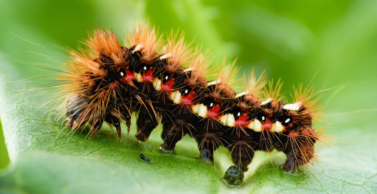 Acronicta rumicis - sóska-szigonyosbagoly