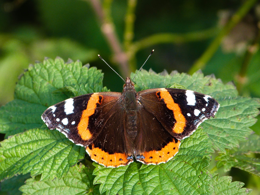 Vanessa atalanta - atalantalepke