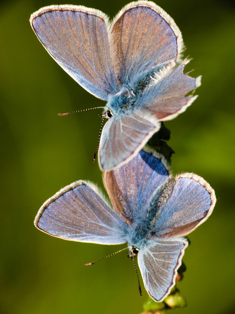 Polyommatus icarus - közönséges boglárka