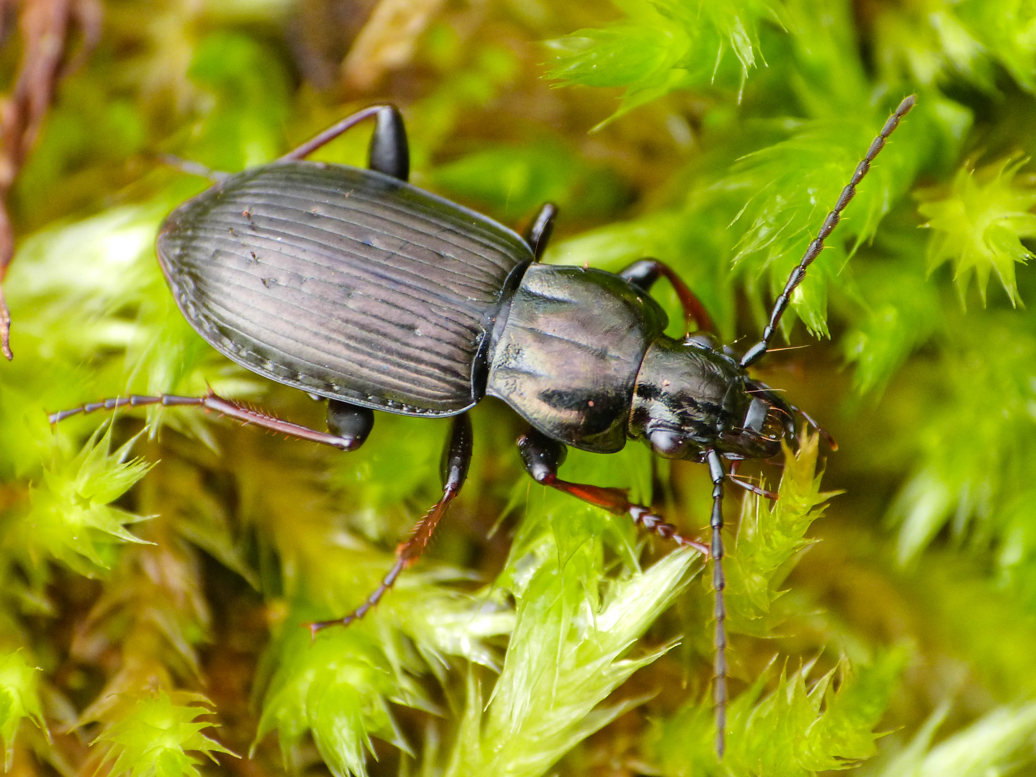 Pterostichus oblongopunctatus - gödörkés gyászfutó