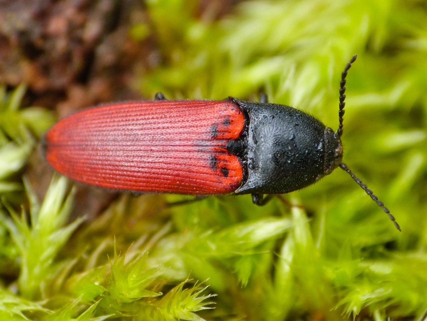 Ampedus