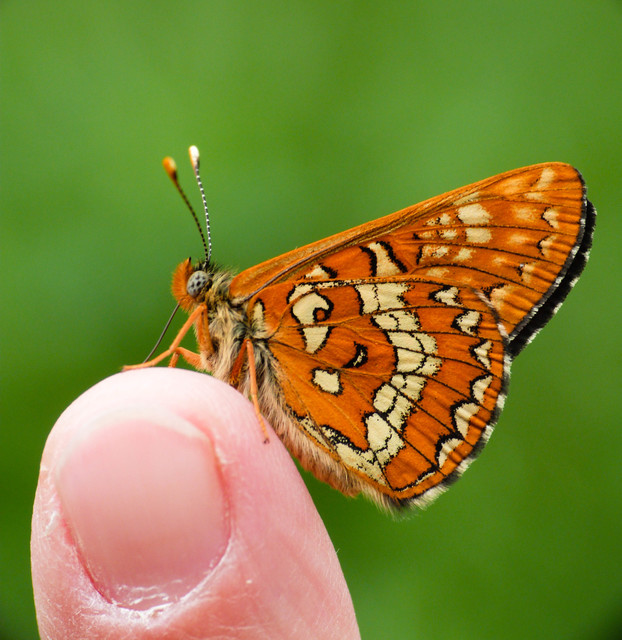 Euphydryas maturna - díszes tarkalepke