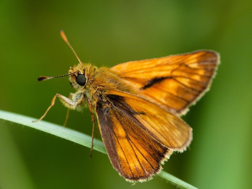 Ochlodes sylvanus - erdei busalepke