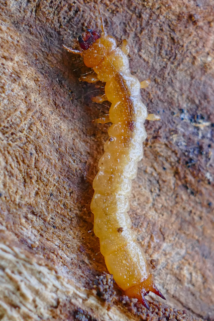 Pyrochroa coccinea - nagy bíborbogár