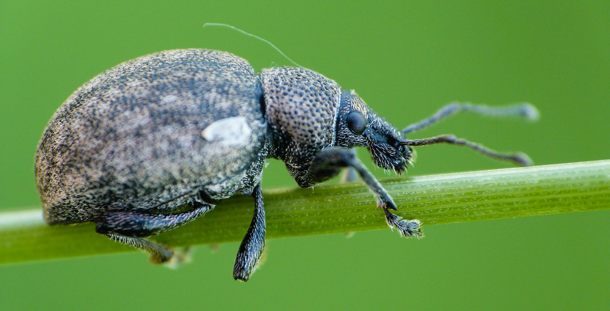 Otiorhynchus ligustici - vincellér-gyalogormányos