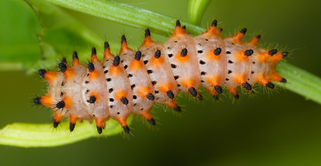 Zerynthia polyxena - farkasalmalepke