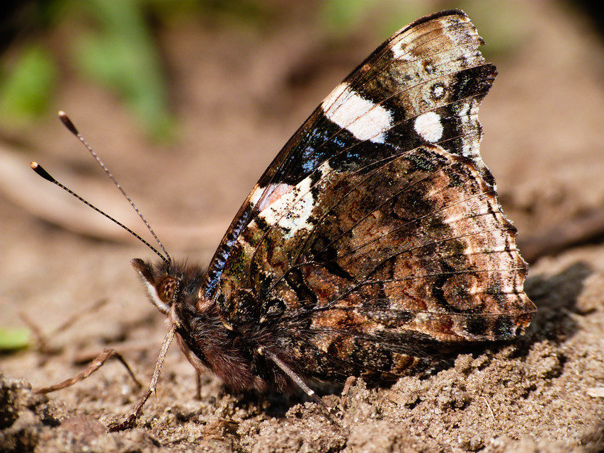 Vanessa atalanta - atalantalepke