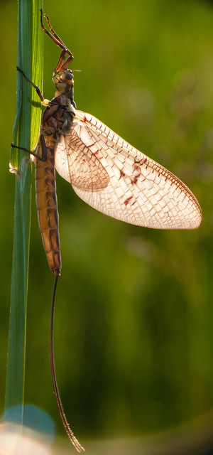 Ephemera vulgata - közönséges tarkakérész