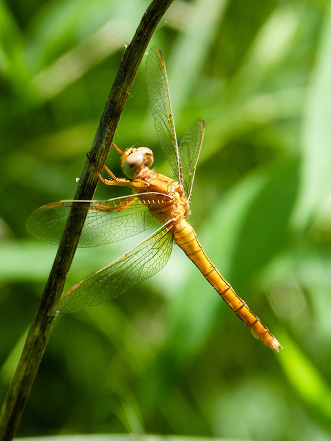 Orthetrum coerulescens - karcsú pásztorszitakötő