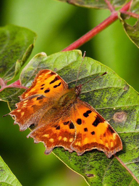 Nymphalis c-album - C-betűs lepke