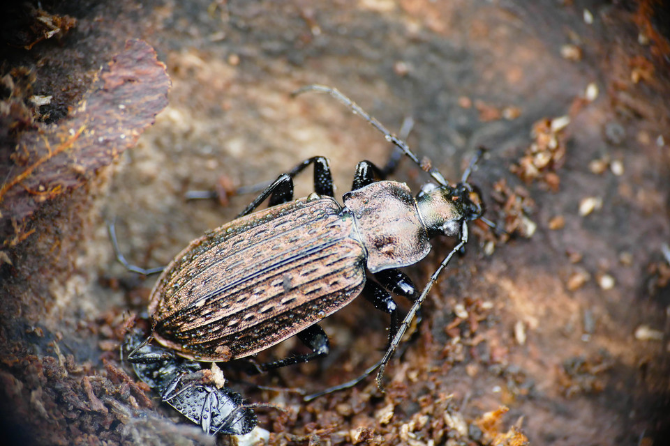 Carabus granulatus - mezei futrinka