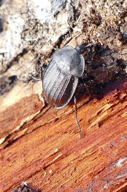 Phosphuga atrata - bordás csigarabló