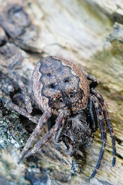 Nuctenea umbratica - közönséges rés-keresztespók