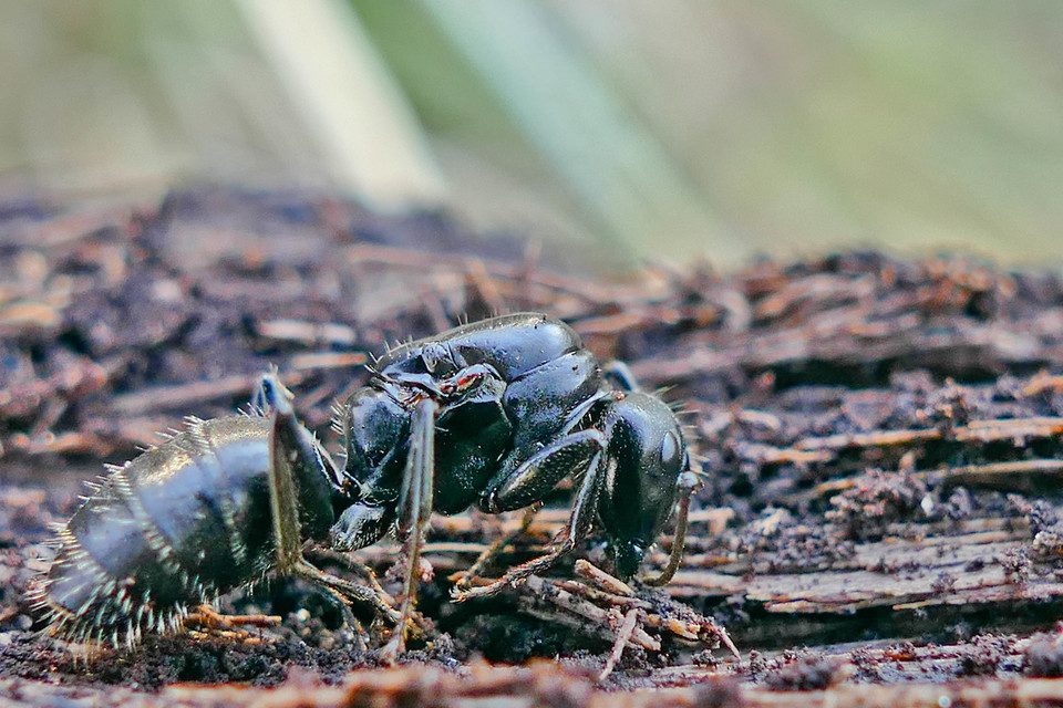 Camponotus vagus - fekete lóhangya