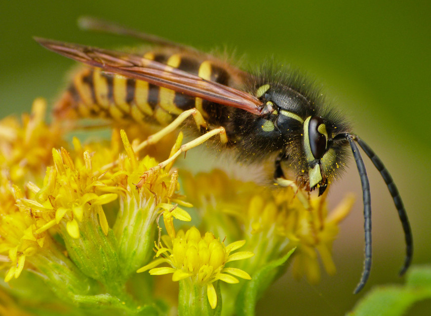 Vespula vulgaris - kecskedarázs