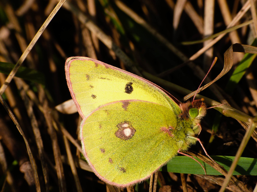 Colias erate - csángó-kéneslepke