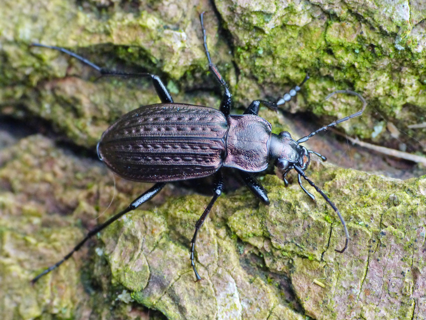 Carabus granulatus - mezei futrinka
