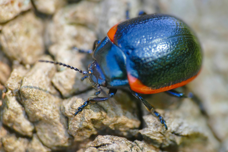 Chrysolina rossia - trapézhátú szegélyeslevelész