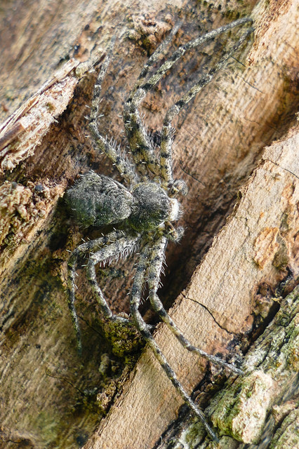 Philodromus margaritatus - bükkfa-fürgekarolópók