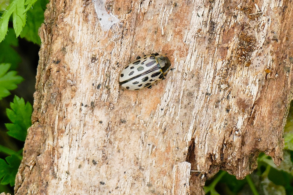 Chrysomela vigintipunctata - húszfoltos fűzlevelész