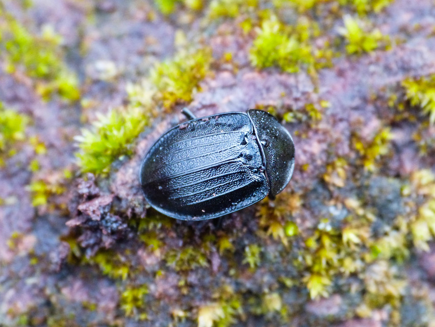 Phosphuga atrata - bordás csigarabló