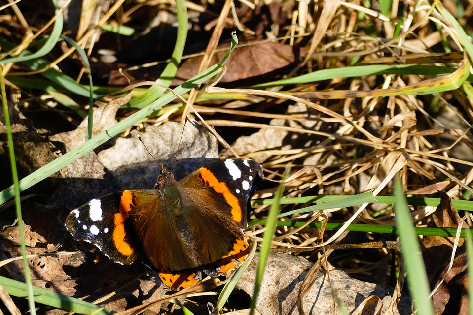 Vanessa atalanta - atalantalepke