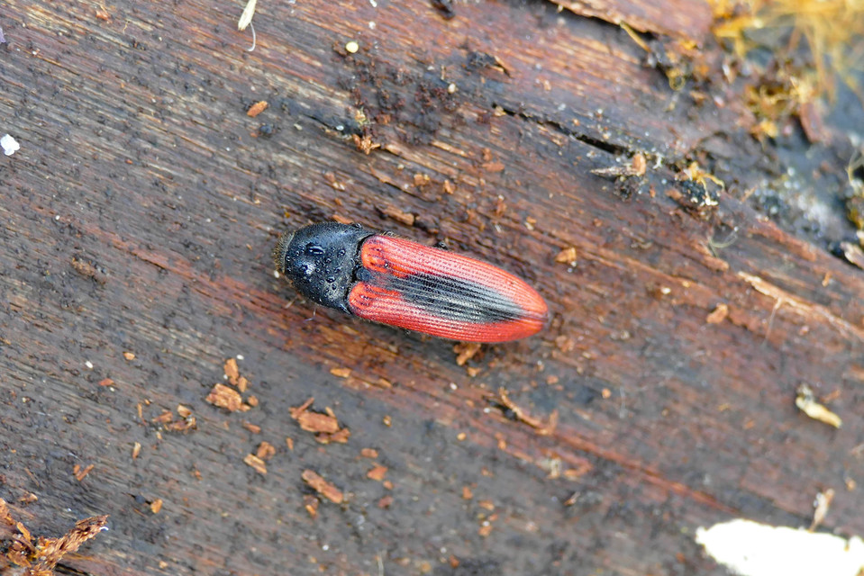 Ampedus sanguinolentus - középfoltos pattanó