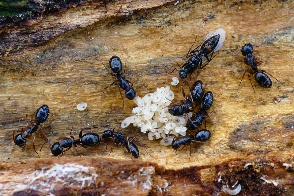 Camponotus fallax - ligeti lóhangya