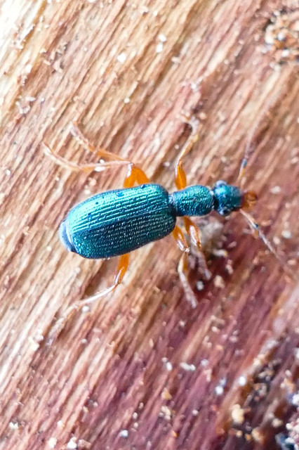 Drypta dentata - atlaszfutó