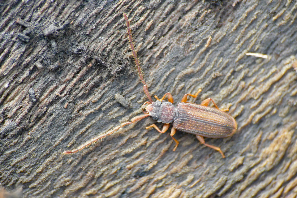 Uleiota planatus - hosszúcsápú fogasnyakú-lapbogár