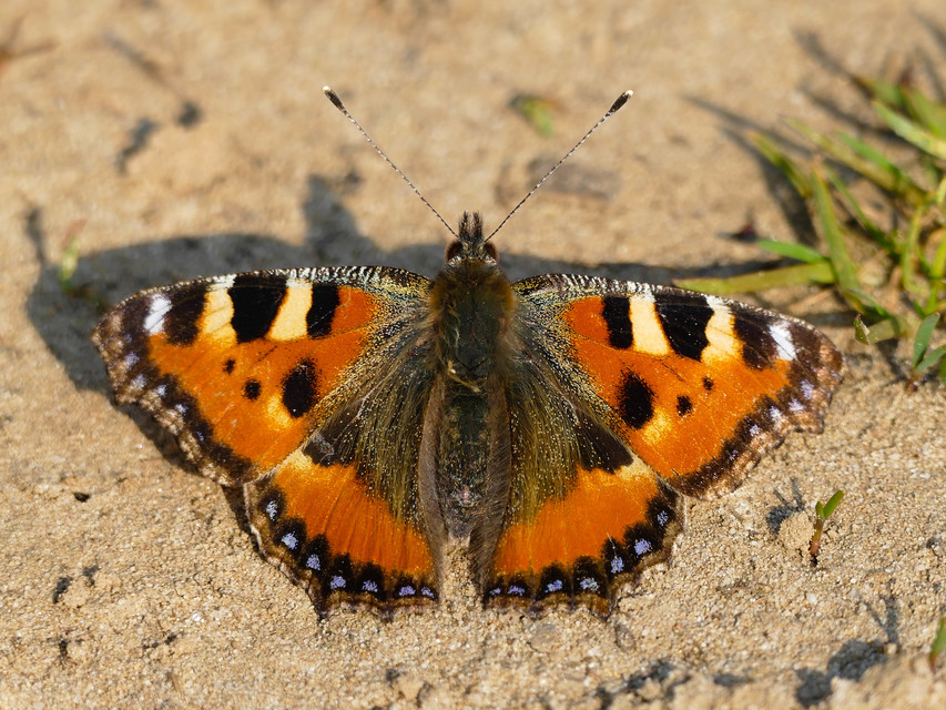 Nymphalis urticae - kis rókalepke