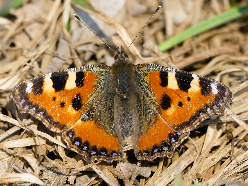 Nymphalis urticae - kis rókalepke