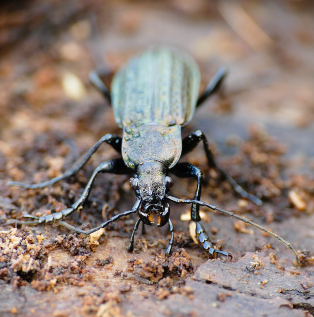 Carabus granulatus - mezei futrinka