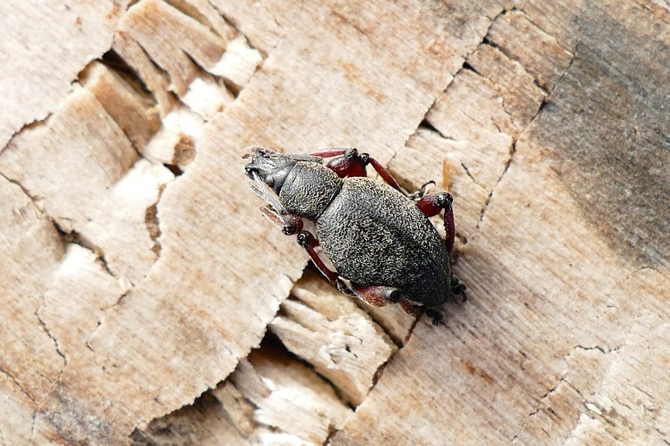 Dodecastichus mastix - lécesorrú gyalogormányos