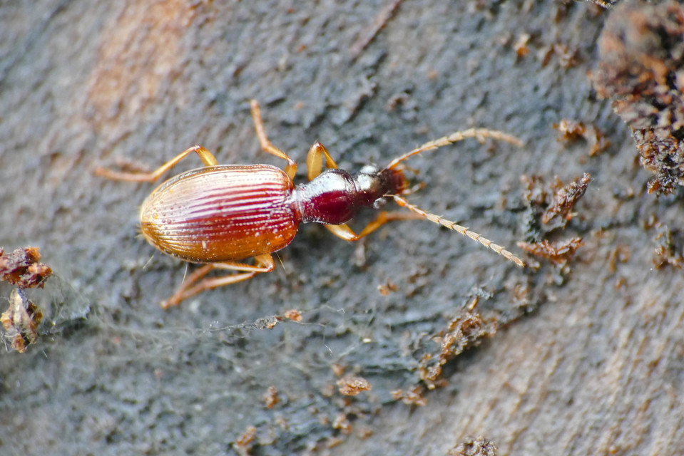 Oxypselaphus obscurus - barnás kisfutó