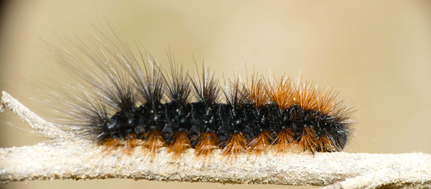 Hyphoraia aulica - barna medvelepke