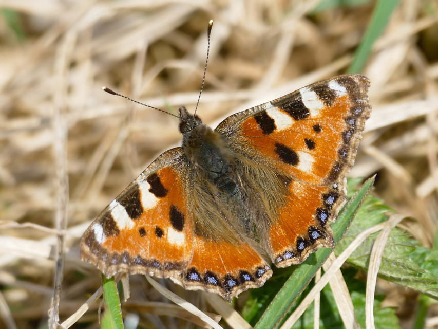 Nymphalis urticae - kis rókalepke