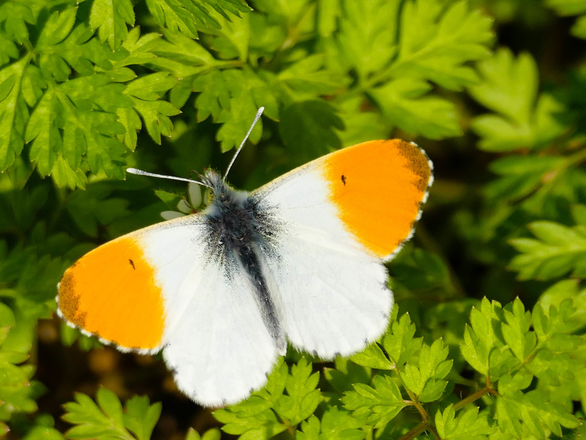 Anthocharis cardamines - hajnalpírlepke
