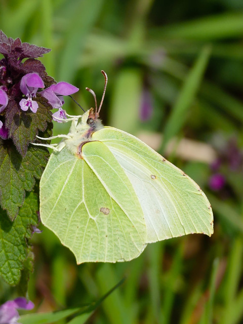 Gonepteryx rhamni - citromlepke