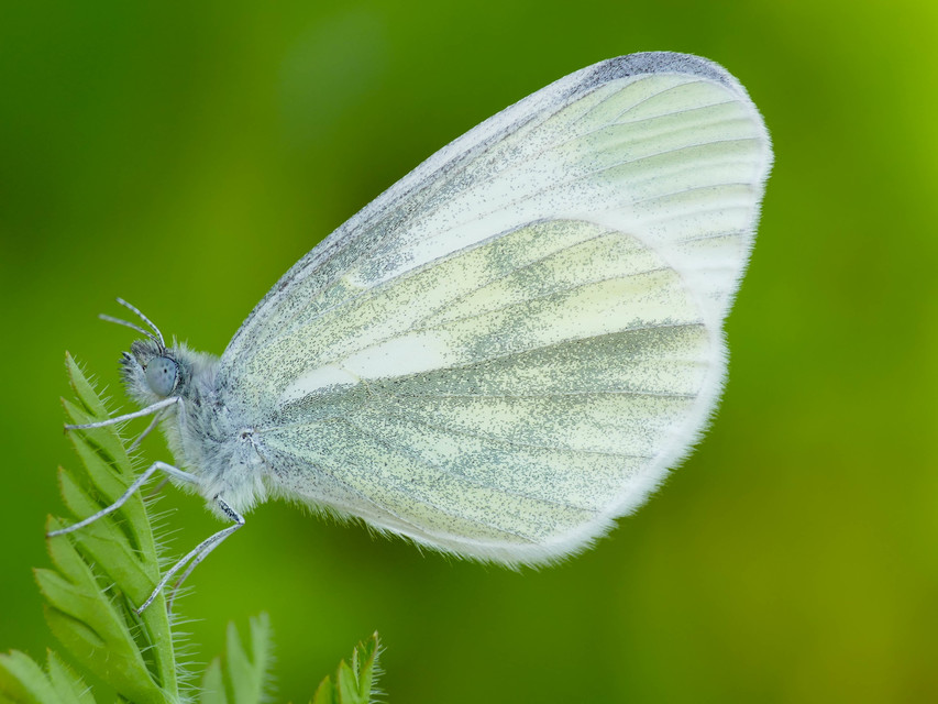 Leptidea sinapis/juvernica