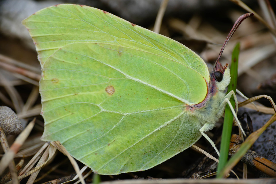 Gonepteryx rhamni - citromlepke