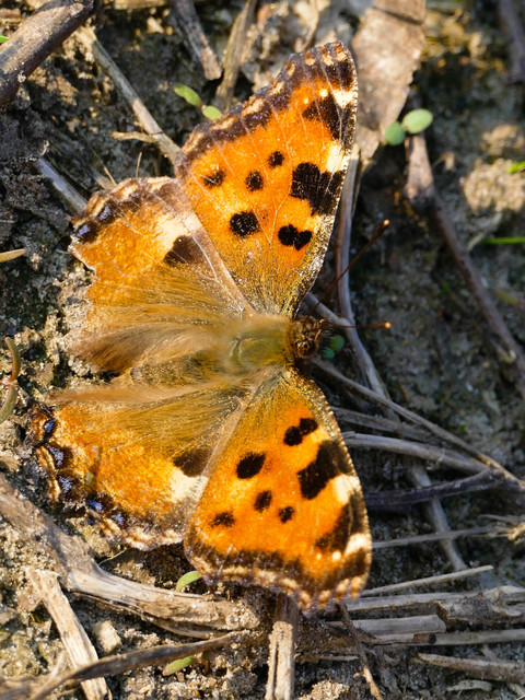 Nymphalis polychloros - nagy rókalepke