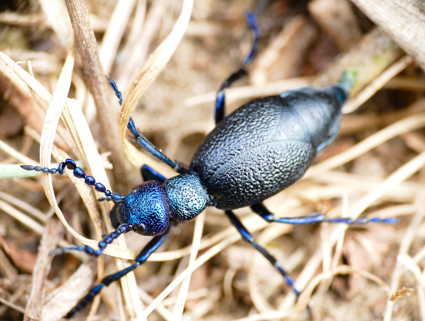 Meloe proscarabaeus - közönséges nünüke