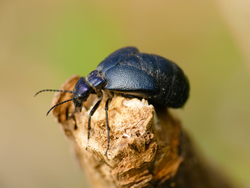 Meloe decorus - csinos nünüke