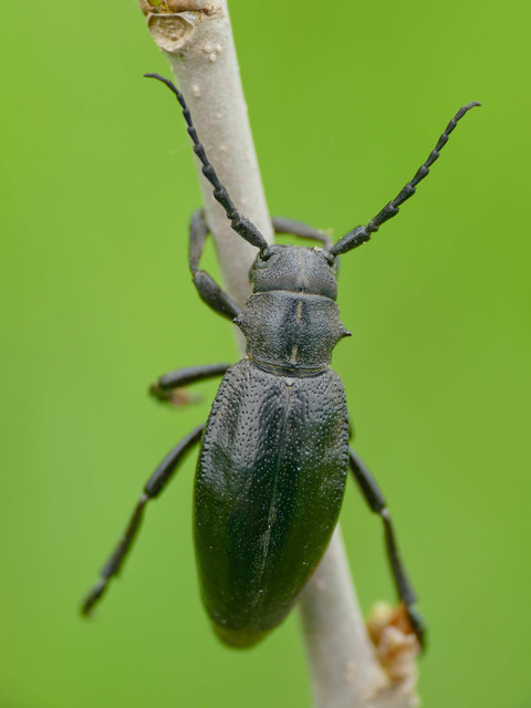 Dorcadion aethiops - fekete gyalogcincér
